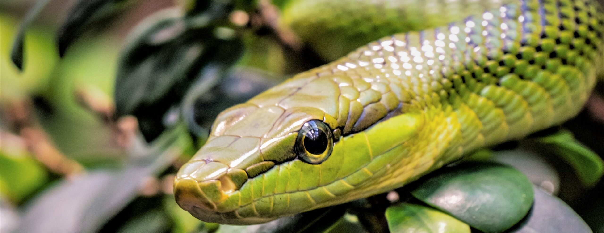 Green snake coiled on leafy branches, focused on its textured scales and alert eyes.
